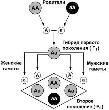 30 Нобелевских премий: Открытия, изменившие медицину