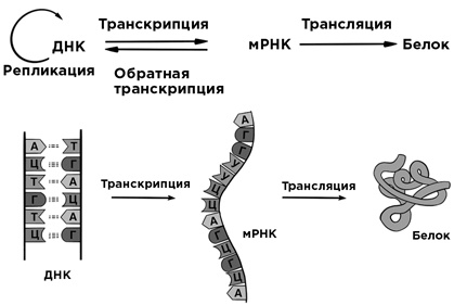 30 Нобелевских премий: Открытия, изменившие медицину