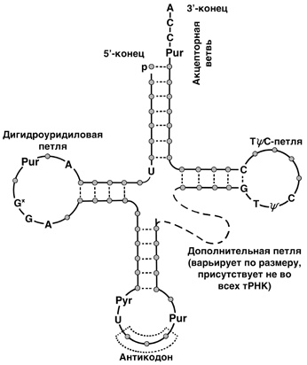 30 Нобелевских премий: Открытия, изменившие медицину