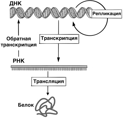 30 Нобелевских премий: Открытия, изменившие медицину