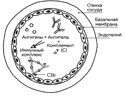 Иммунитет. Как у тебя дела?