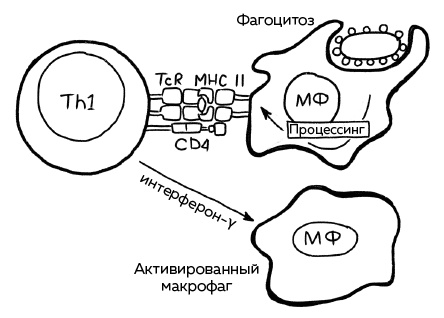 Иммунитет. Как у тебя дела?