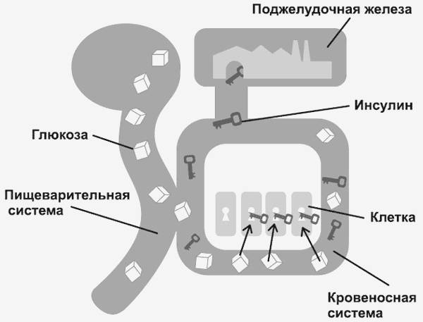 Здоровье без фанатизма: 36 часов в сутках