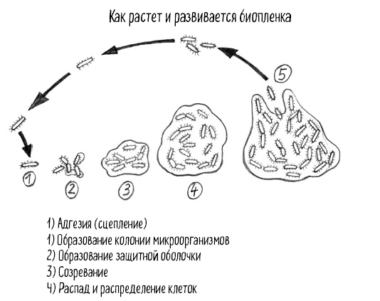 Тайная жизнь домашних микробов: все о бактериях, грибках и вирусах