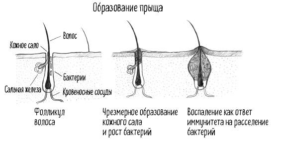 Тайная жизнь домашних микробов: все о бактериях, грибках и вирусах