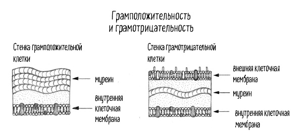 Тайная жизнь домашних микробов: все о бактериях, грибках и вирусах