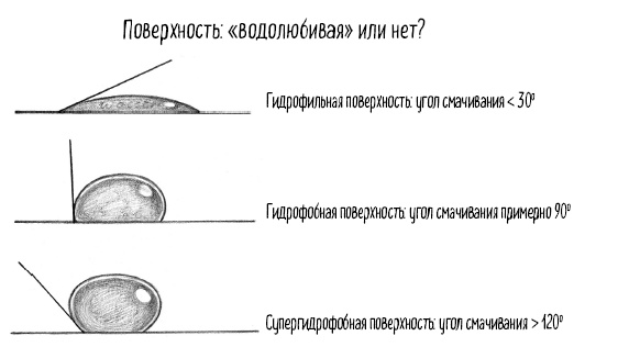 Тайная жизнь домашних микробов: все о бактериях, грибках и вирусах