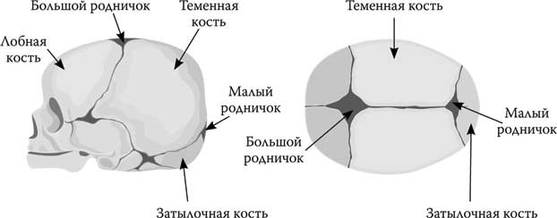 Твоя жизнь до рождения: тайны эволюции человека