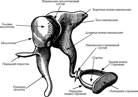 Твоя жизнь до рождения: тайны эволюции человека