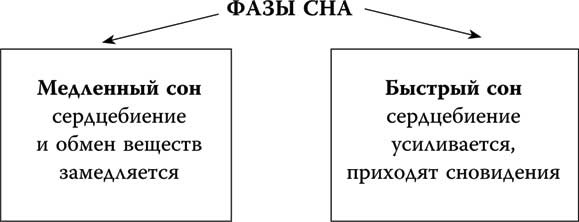 Твоя жизнь до рождения: тайны эволюции человека