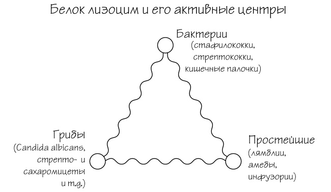 Разумный биохакинг Homo Sapiens: физическое тело и его законы