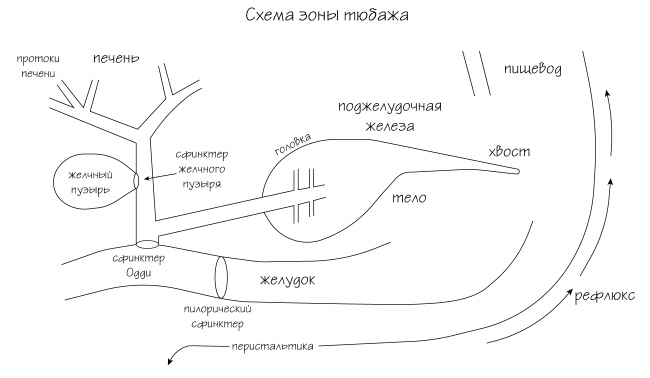 Разумный биохакинг Homo Sapiens: физическое тело и его законы