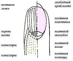 Энциклопедия женской красоты и здоровья