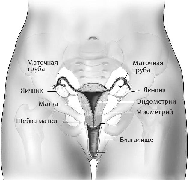 Я – женщина. Все о женском здоровье, контрацепции, гормонах и многом другом