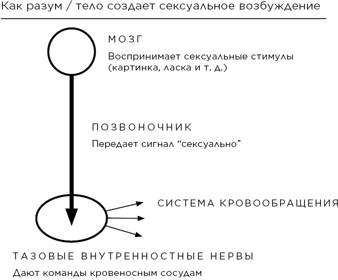 Сексуальный интеллект