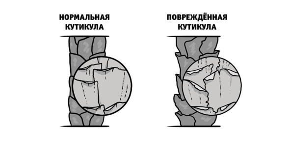 Бьютилогия. Наука о красоте для тех, кто знал, но забыл