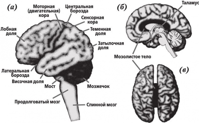 Фантомы мозга