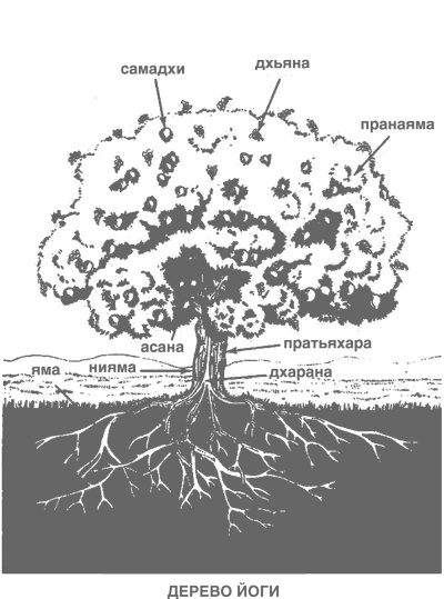 Дерево йоги. Ежедневная практика