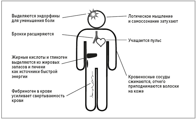 Нейробиология перемен: почему наш мозг сопротивляется всему новому и как его настроить на успех