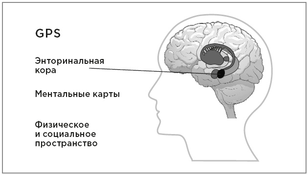 Нейробиология перемен: почему наш мозг сопротивляется всему новому и как его настроить на успех