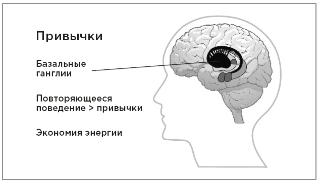 Нейробиология перемен: почему наш мозг сопротивляется всему новому и как его настроить на успех