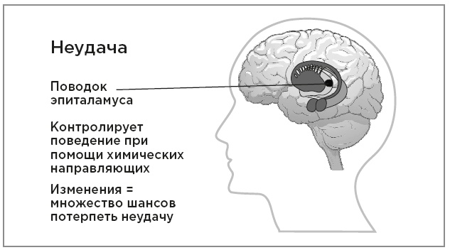 Нейробиология перемен: почему наш мозг сопротивляется всему новому и как его настроить на успех