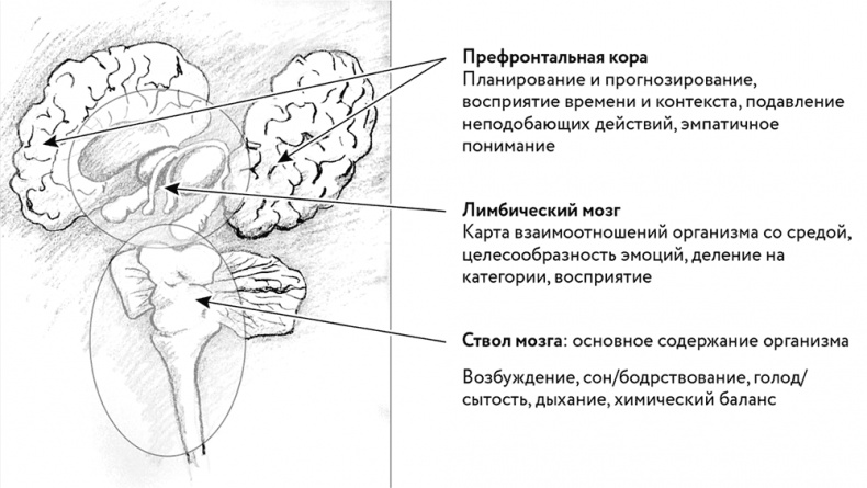 Тело помнит все