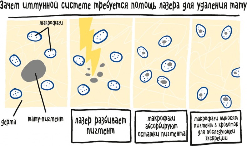 Если бы наши тела могли говорить. Руководство по эксплуатации и обслуживанию человеческого тела