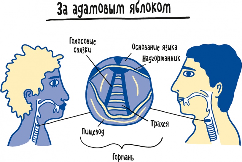 Если бы наши тела могли говорить. Руководство по эксплуатации и обслуживанию человеческого тела