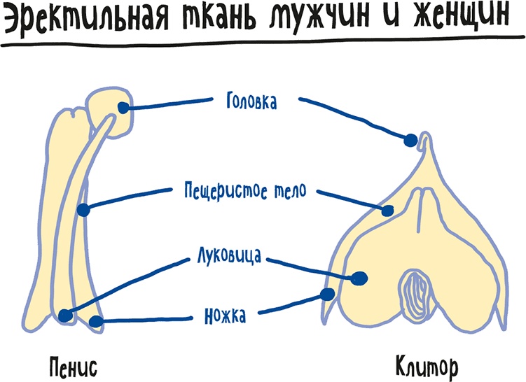 Если бы наши тела могли говорить. Руководство по эксплуатации и обслуживанию человеческого тела