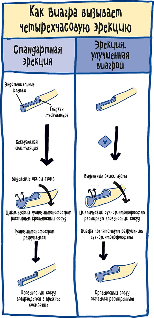 Если бы наши тела могли говорить. Руководство по эксплуатации и обслуживанию человеческого тела