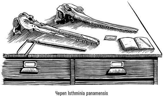 Наблюдая за китами