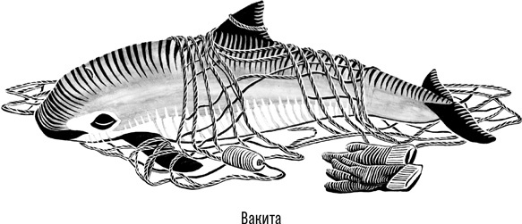 Наблюдая за китами