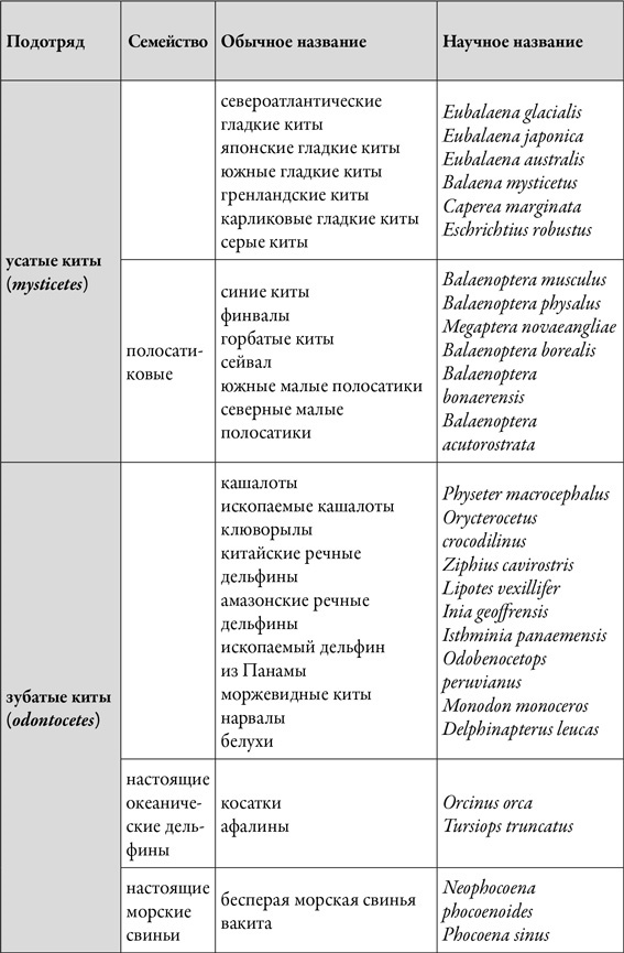 Наблюдая за китами