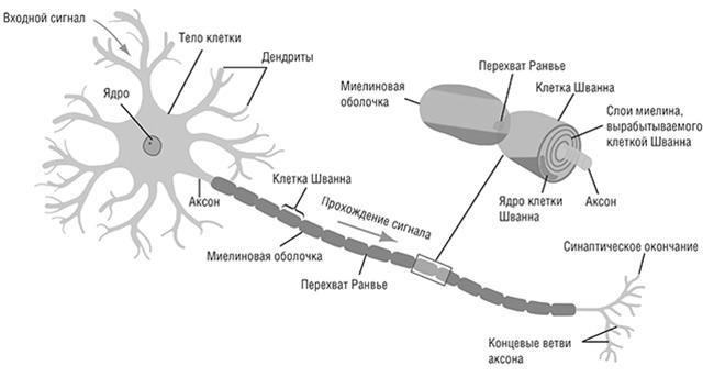 Единоплеменники. Сплотить, убедить, вдохновить