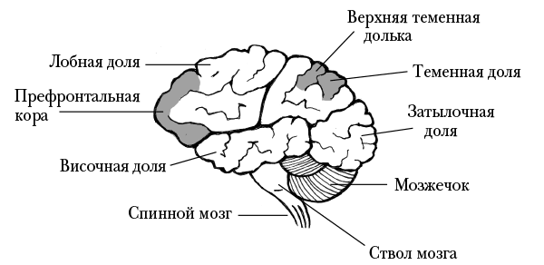 Мозг, ты спишь? 14 историй, которые приоткроют дверь в ночную жизнь нашего самого загадочного органа