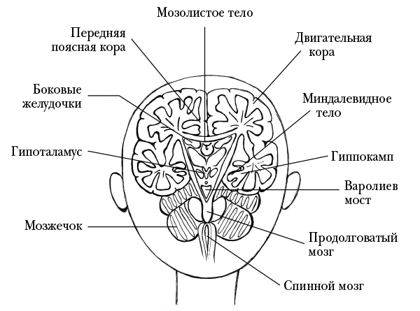 Мозг, ты спишь? 14 историй, которые приоткроют дверь в ночную жизнь нашего самого загадочного органа