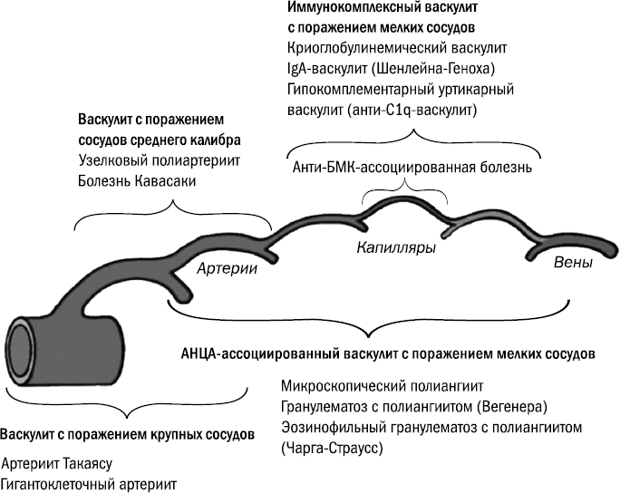 Иммунитет атакует. Почему организм разрушает себя