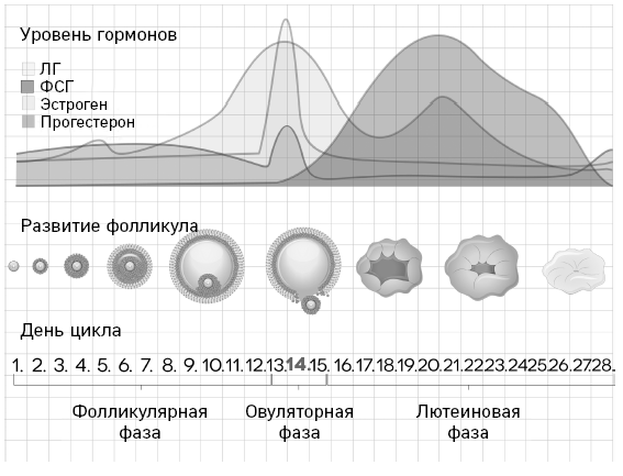 Что скрывают противозачаточные. Как вернуть контроль над своими гормонами за 30 дней