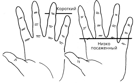 Жизнь на ладони. Хиромантия как инструмент самопознания