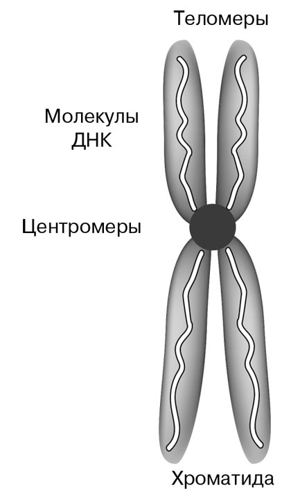 Биология для тех, кто хочет понять и простить самку богомола