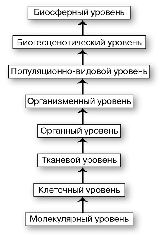 Биология для тех, кто хочет понять и простить самку богомола