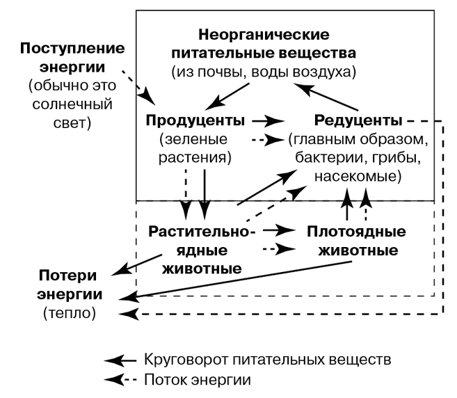 Биология для тех, кто хочет понять и простить самку богомола