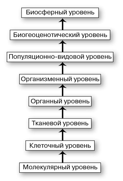 Биология для тех, кто хочет понять и простить самку богомола