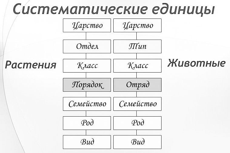 Биология для тех, кто хочет понять и простить самку богомола