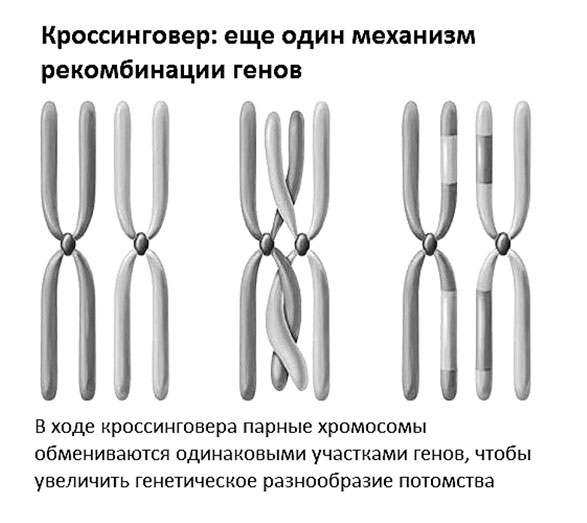 Биология для тех, кто хочет понять и простить самку богомола