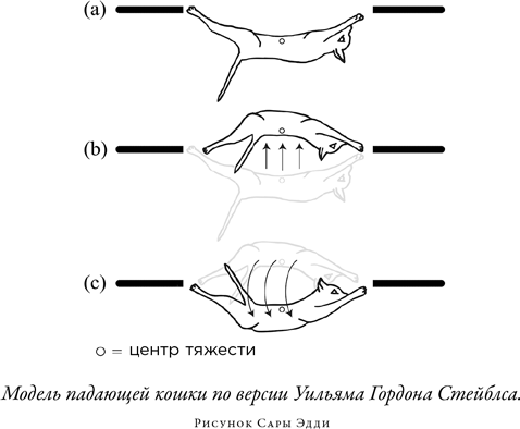 Загадка падающей кошки и фундаментальная физика