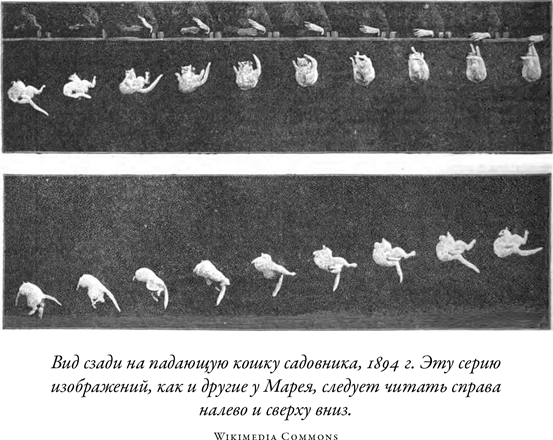 Загадка падающей кошки и фундаментальная физика