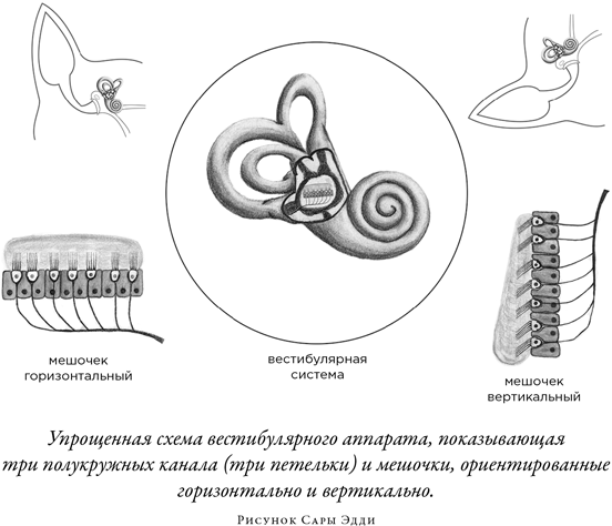 Загадка падающей кошки и фундаментальная физика