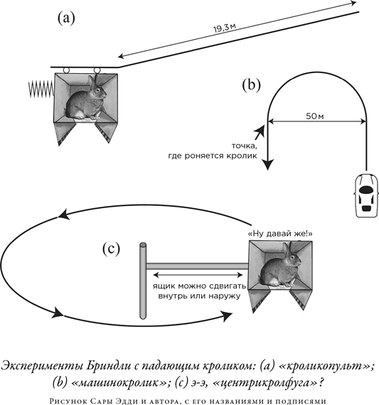 Загадка падающей кошки и фундаментальная физика